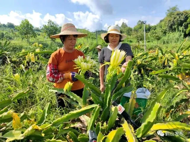 赛扬G1620 赛扬 G1620：科技洪流中的传奇芯片，改变生活的低价解决方案  第8张