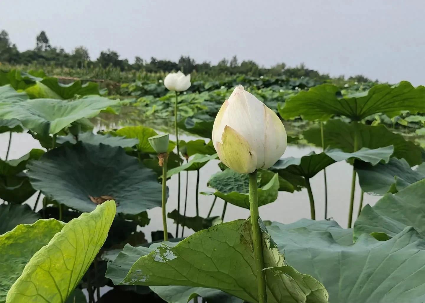 鸿基显卡 GT520 驱动问题探讨：安装之道与困扰解析  第2张