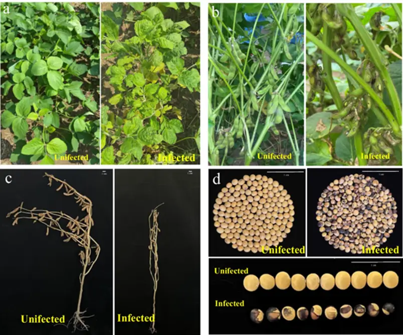 黑苹果玩家为 GT730 显卡注入 ID：探索未知的激动历程  第6张