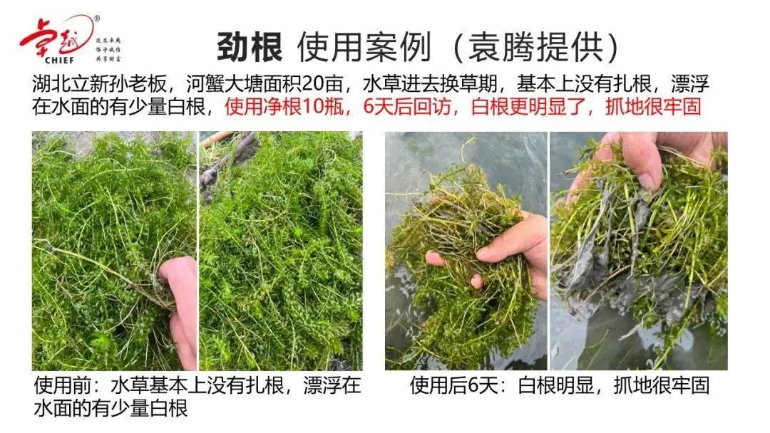 奔腾金牌 G6500T：小身材大能量，日常应用的卓越之选  第8张